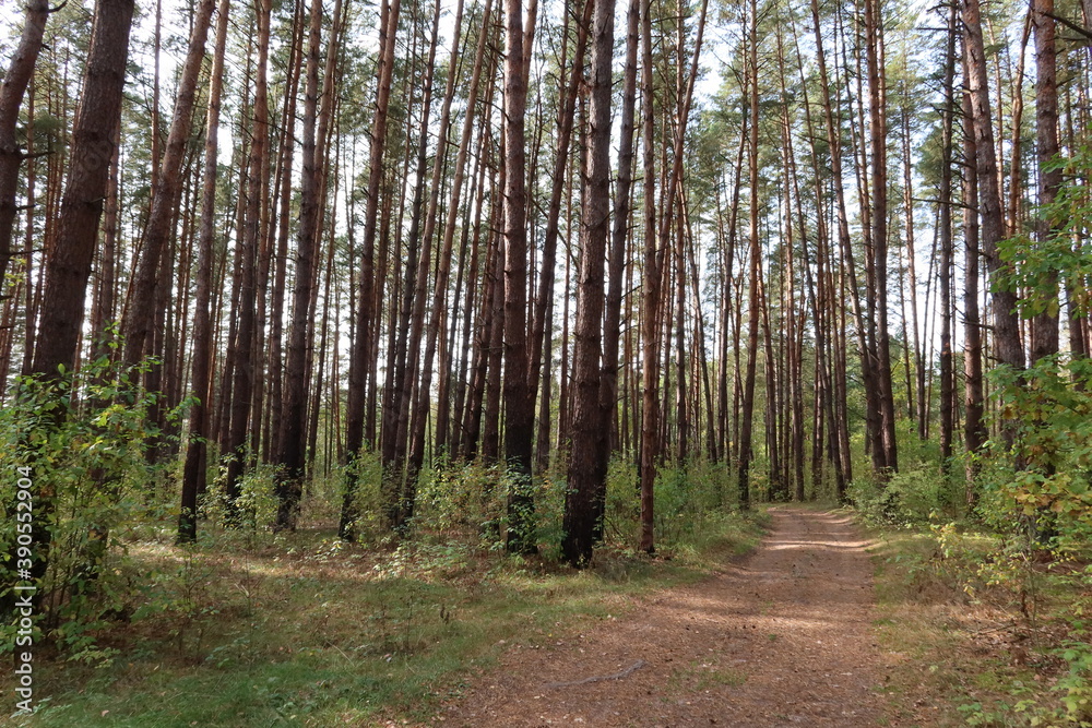 Fototapeta premium Forest road in nature reservation area
