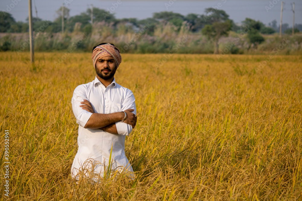 Indian farmer standing in golden paddy field hand folded Indian farmer standing in golden paddy field hand folded