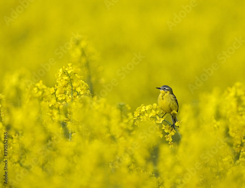 Blue-headed Wagtail, Gele Kwikstaart, Motacilla flava