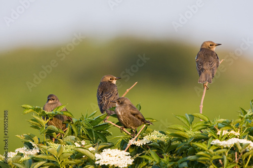 Common Starling, Spreeuw, Sturnus vulgaris photo