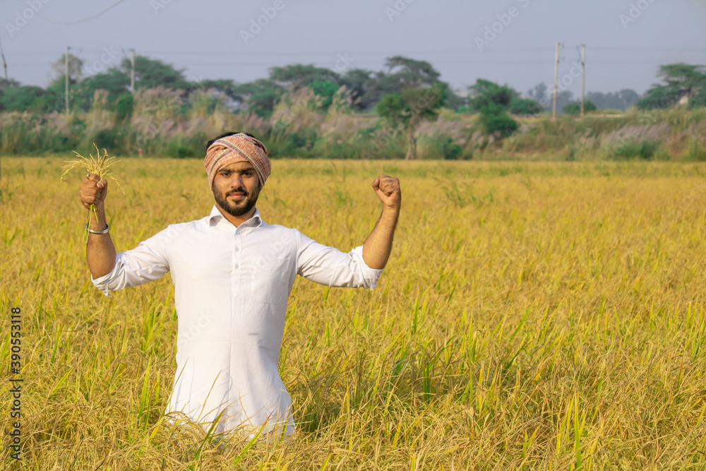 Happy Indian farmer showing growth and strength of his paddy yield ...