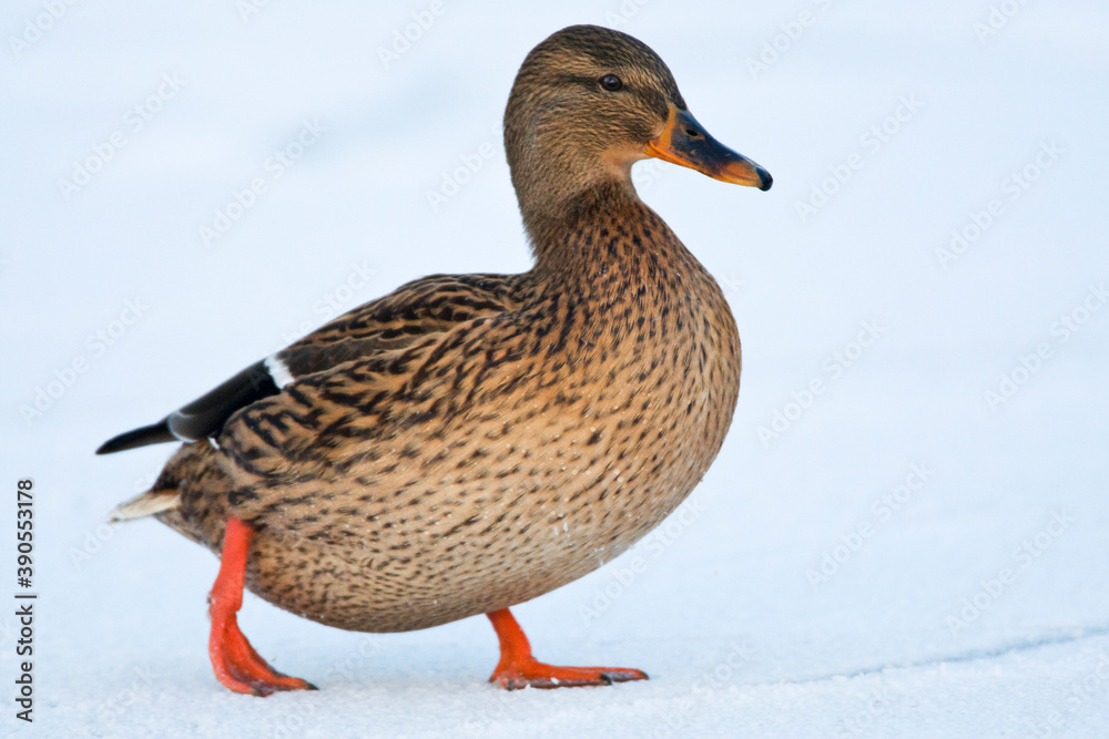Wilde Eend, Mallard, Anas Plathyrhynchos Wilde Eend, Mallard, Anas Plathyrhynchos