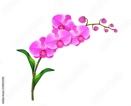 Pink orchid branch realistic illustration isolated on white background.