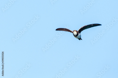 Alpine Swift  Apus melba