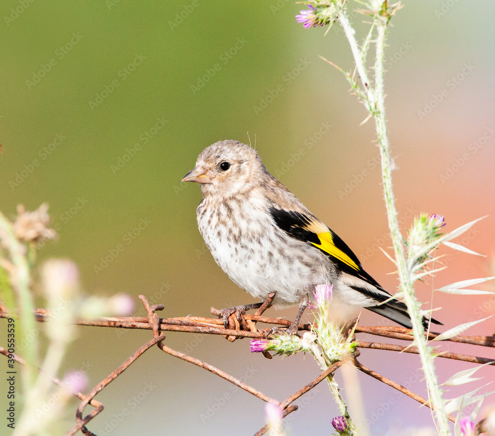 European Goldfinch, Carduelis carduelis European Goldfinch, Carduelis carduelis