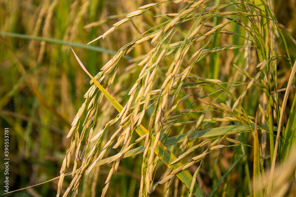 Beautiful paddy barley in field Beautiful paddy barley in field
