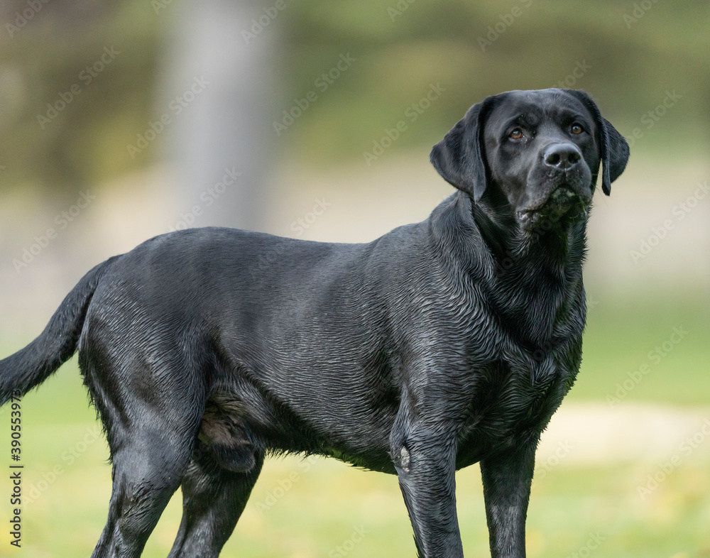 Beautiful Strong Male black Labrador Retriever