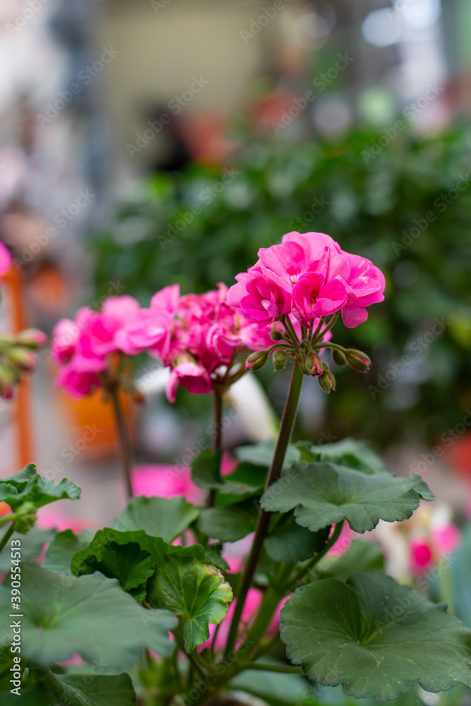 Geranium pelargonium with pink small flowers on a thin green twig, natural potted plant