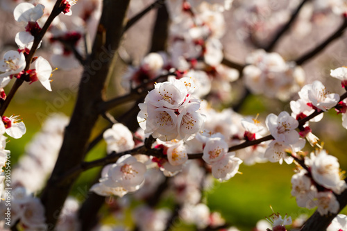 Closeup of apricot flowers on tree branches in spring orchard..