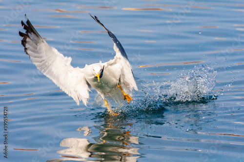 Yellow-legged Gull, Larus michahellis michahellis © AGAMI