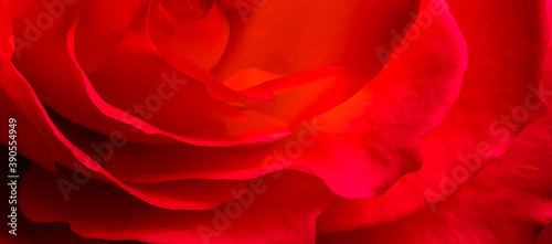 Botanical concept, invitation card - Soft focus, abstract floral background, red rose flower. Macro flowers backdrop for holiday brand design