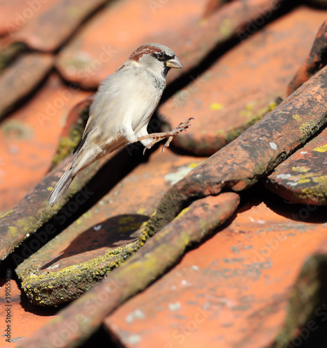 House Sparrow, Passer domesticus