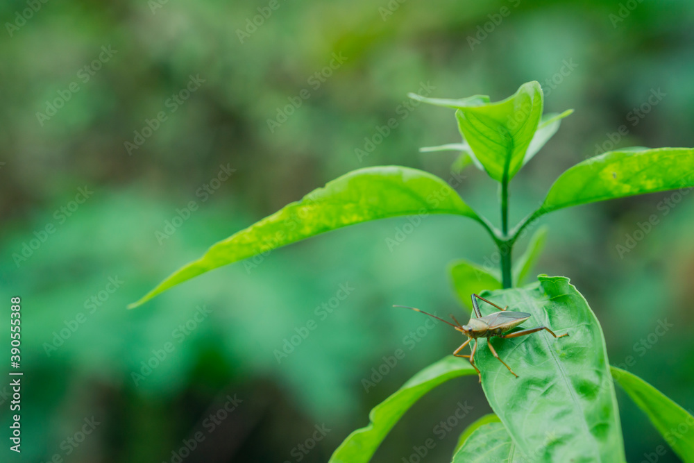 selective focus brown insect on green leaves selective focus brown insect on green leaves