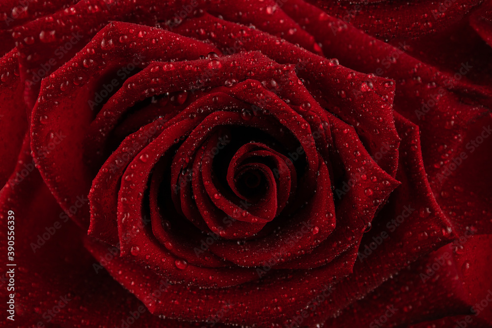 Red rose flower in water drops Red rose flower in water drops
