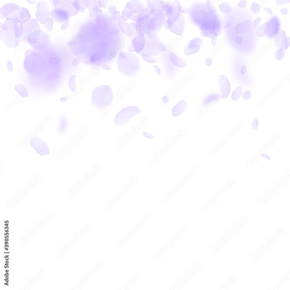 Violet flower petals falling down. Artistic romant Violet flower petals falling down. Artistic romant