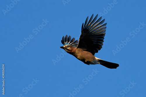 Foto Eurasian jay (Garrulus glandarius)