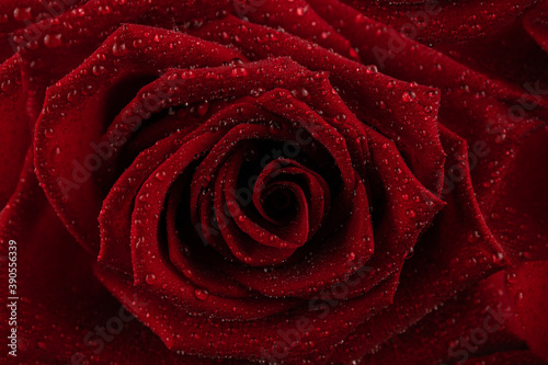 Fototapeta Naklejka Na Ścianę i Meble -  Red rose flower in water drops
