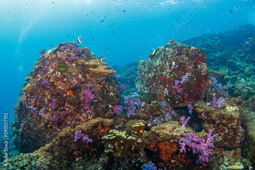 Fototapeta Naklejka Na Ścianę i Meble -  A beautiful, healthy, colorful tropical coral reef system