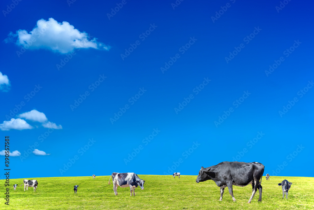 青空背景に緑の草原で草を食む数頭の牛