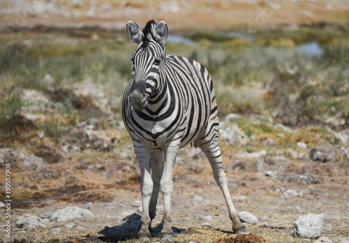 Zebras im Etosha National Park Namibia S  dafrika