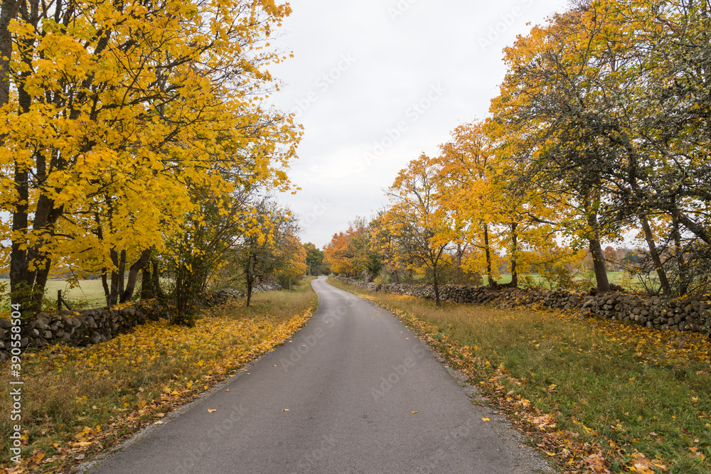 Colorful less travelled road in fall season