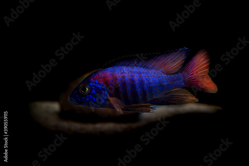This is a beautiful male African cichlid. Cultured color variant of a Aulonocara