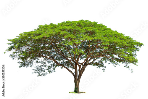 Trees isolated on white background  tropical trees isolated used for design  advertising and architecture.