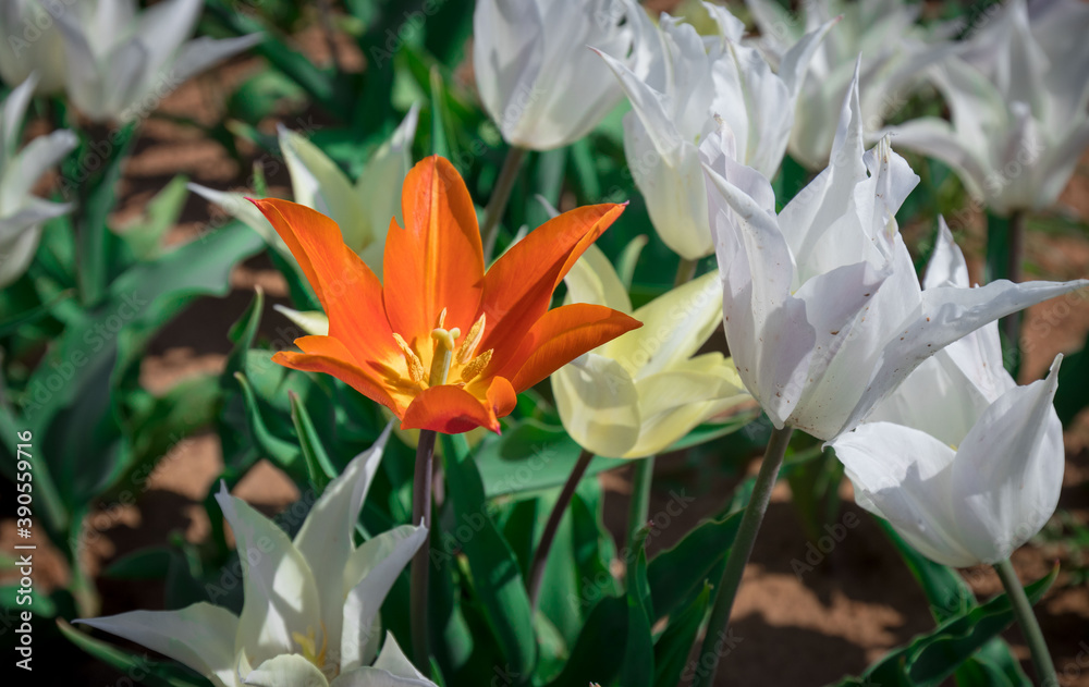 Obraz premium Through the Tulips