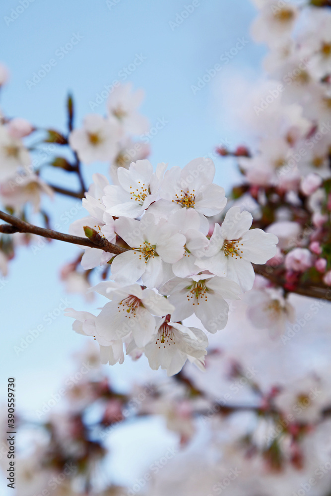 Obraz premium さくらの木