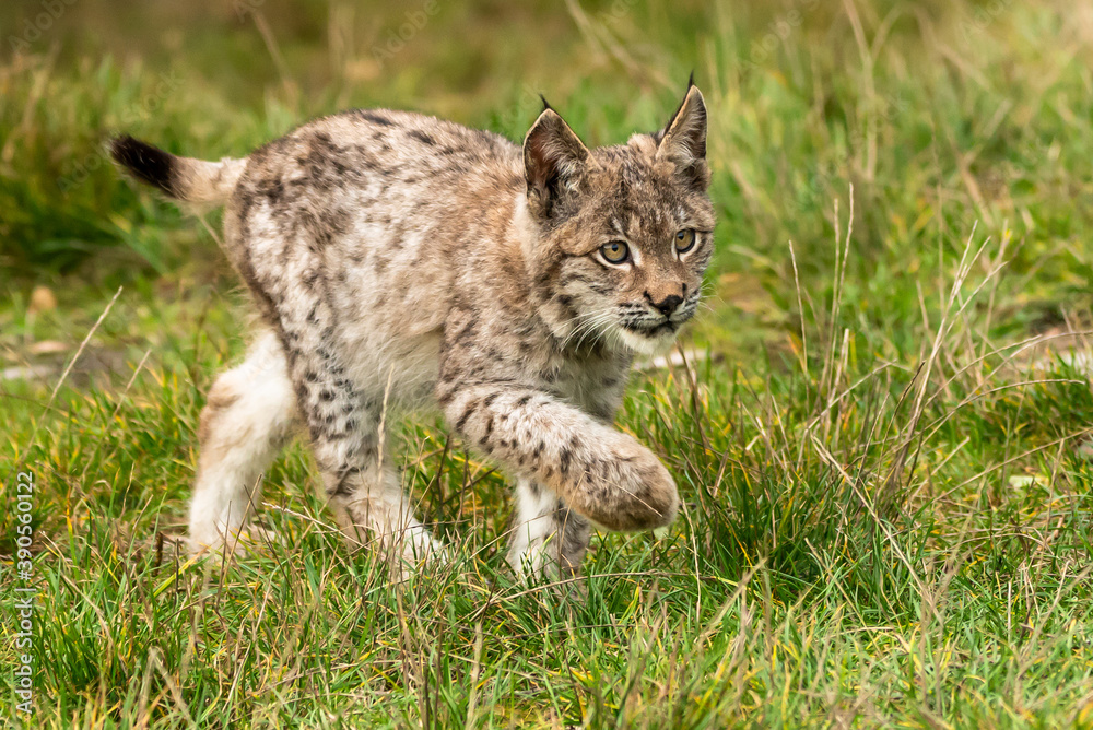 Lynx in green forest with tree trunk. Wildlife scene from nature. Playing Eurasian lynx, animal behaviour in habitat. Wild cat from Germany. Wild Bobcat between the trees Lynx in green forest with tree trunk. Wildlife scene from nature. Playing Eurasian lynx, animal behaviour in habitat. Wild cat from Germany. Wild Bobcat between the trees