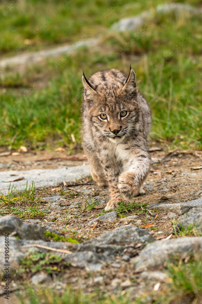 Lynx in green forest with tree trunk. Wildlife scene from nature. Playing Eurasian lynx, animal behaviour in habitat. Wild cat from Germany. Wild Bobcat between the trees Lynx in green forest with tree trunk. Wildlife scene from nature. Playing Eurasian lynx, animal behaviour in habitat. Wild cat from Germany. Wild Bobcat between the trees
