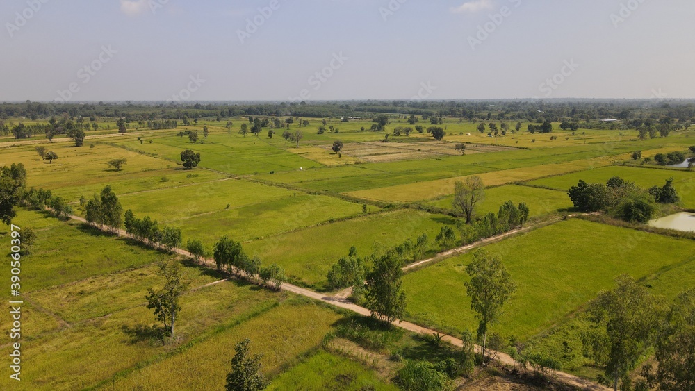 Top view rice field landscape. Top view rice field landscape.