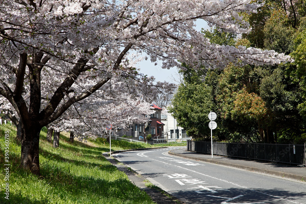 桜の木と道路