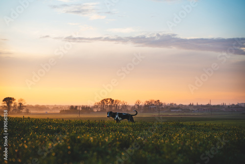 dog in the field durign sunrise