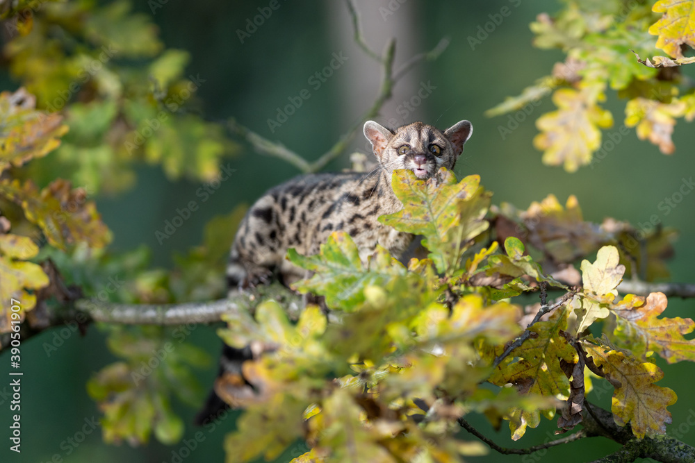 Large-spotted genet (Genetta tigrina) in natural habitat, South Africa Large-spotted genet (Genetta tigrina) in natural habitat, South Africa
