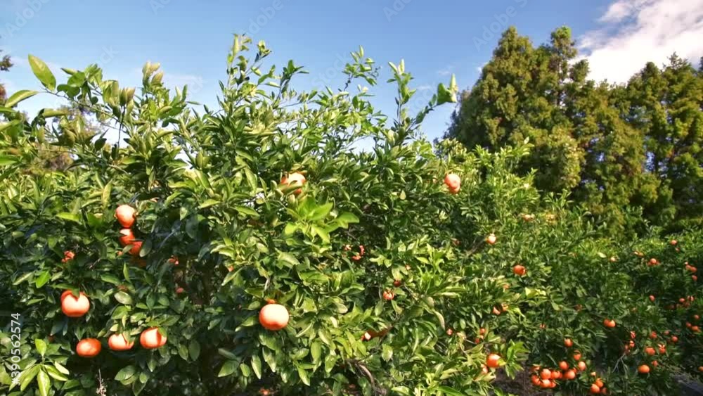 Tangerines, a treasure trove of vitamins in winter, are rich in vitamin C to prevent colds. Tangerines, a treasure trove of vitamins in winter, are rich in vitamin C to prevent colds.