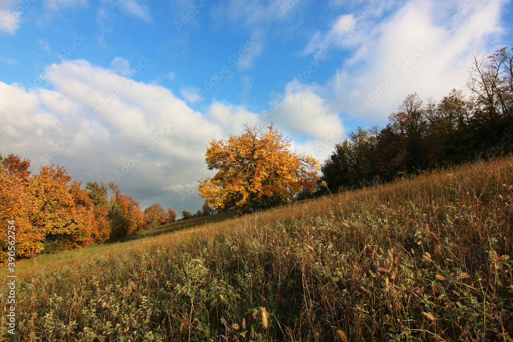 Autunno; foliage in collina. Lungo un pendio, foglie gialle e oro sui rami degli alberi Autunno; foliage in collina. Lungo un pendio, foglie gialle e oro sui rami degli alberi