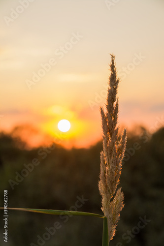 wheat field at sunset