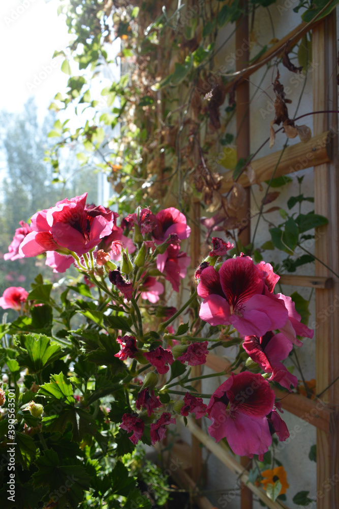 Beautiful pelargonium grandiflorum with pink flowers on the background of trellis with climbed plants in small garden on the balcony.