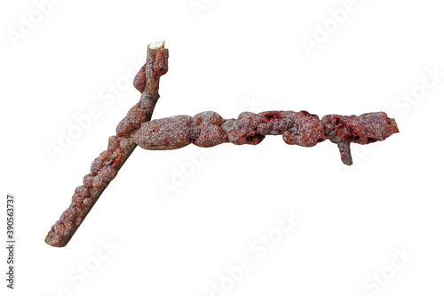 Tableau sur toile kerr,rasin laccifer lacca kerr , stick rasin or sticklac on branches isolated on