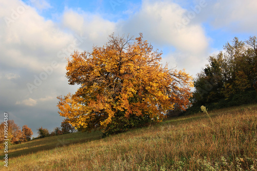 Autunno; foliage in collina. Lungo un pendio, foglie gialle e oro sui rami degli alberi