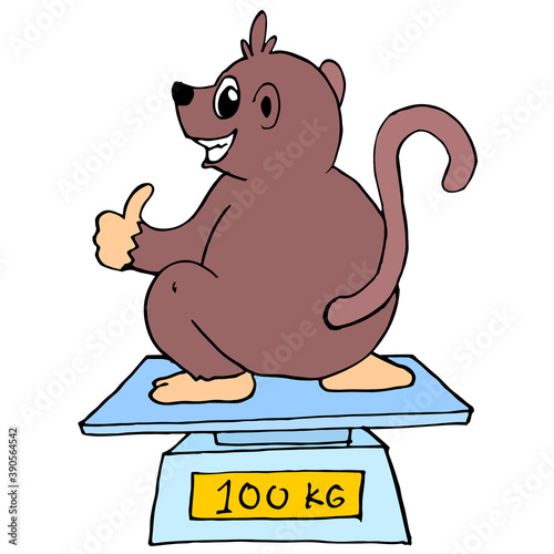 a weasel is weighing its weight