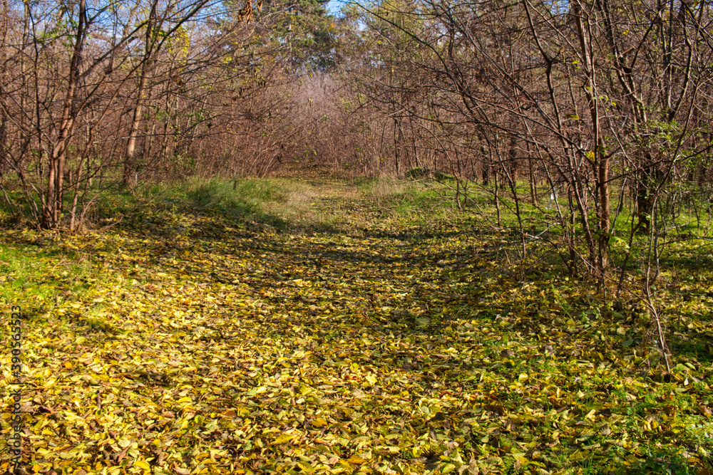 Bright and colorful fall leaves on the forest path on a sunny autumn day in Serbia