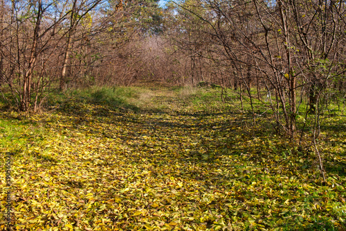 Bright and colorful fall leaves on the forest path on a sunny autumn day in Serbia photo
