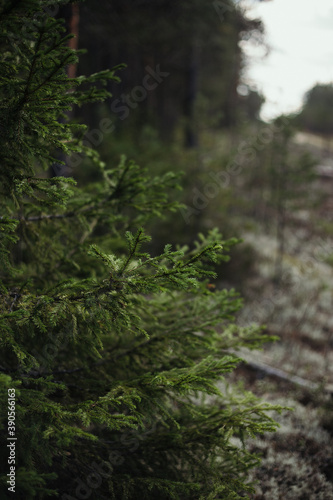 green forest in the morning