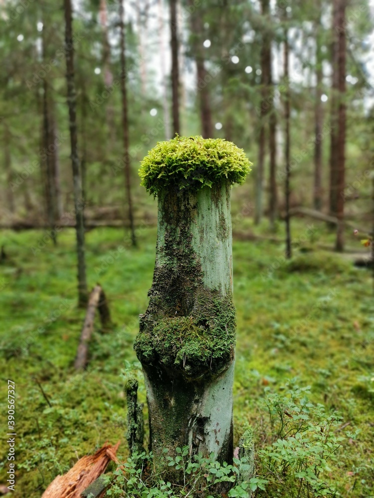 mushroom on a tree mushroom on a tree