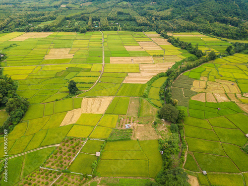 Aerial views of rice terrace field some harvest rice and some rice green at Pua, Nan, Thailand