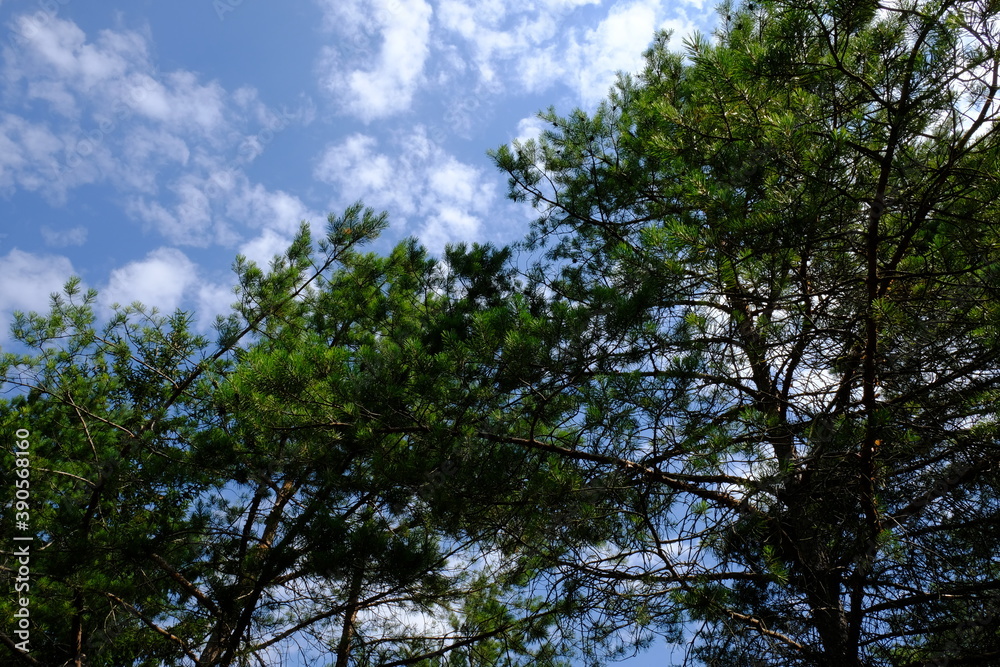 Kiefernwald Kiefernwald