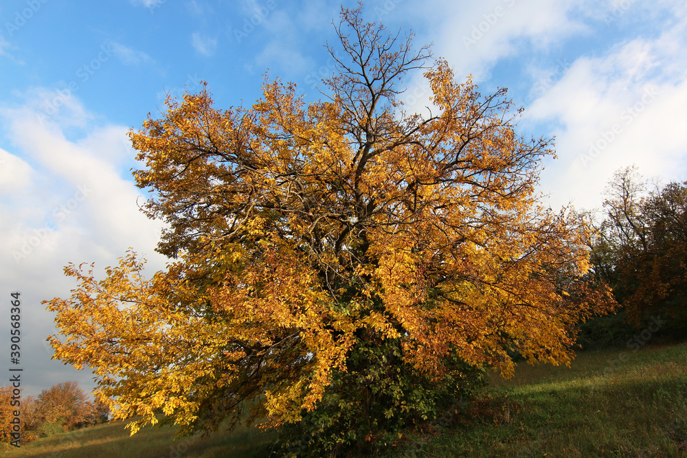 Autunno; foliage in collina. Lungo un pendio, foglie gialle e oro sui rami degli alberi