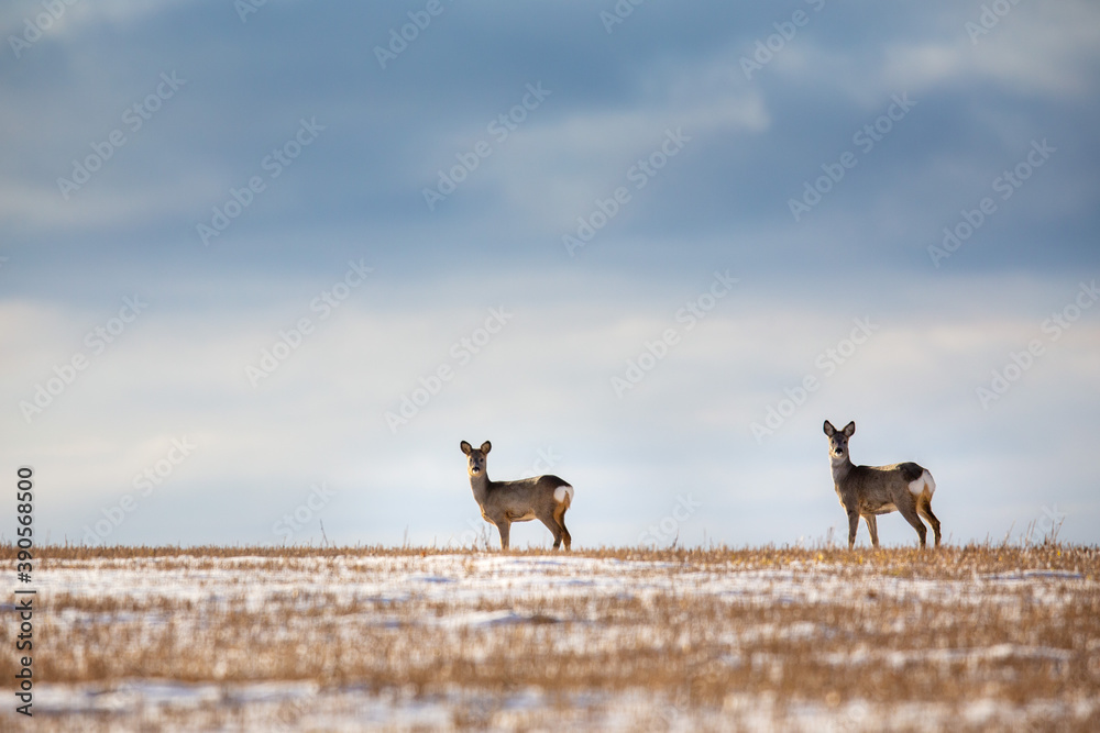 The two Roe Deers The two Roe Deers
